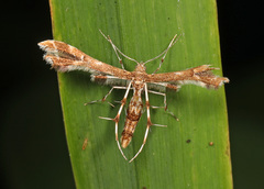 Geina periscelidactylus