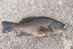 Mycteroperca rosacea