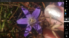 Brodiaea terrestris terrestris