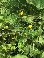 Ranunculus repens