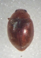 Scymnus nebulosus