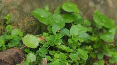 Prodasineura croconota