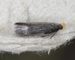 Dichomeris setosella