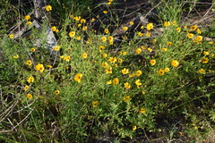 Coreopsis basalis