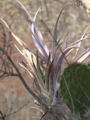 Tillandsia capitata