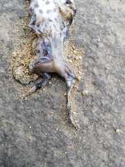 Ceratophrys stolzmanni