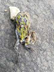 Ceratophrys stolzmanni