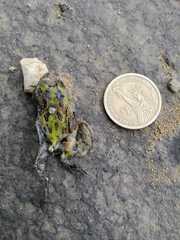 Ceratophrys stolzmanni