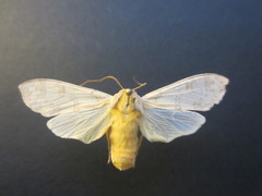 Halysidota tessellaris