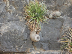 Mammillaria chionocephala