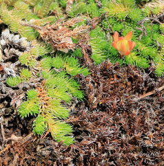 Selaginella wallacei