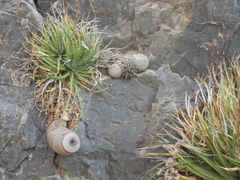 Mammillaria chionocephala