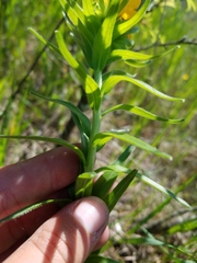 Lithospermum caroliniense croceum