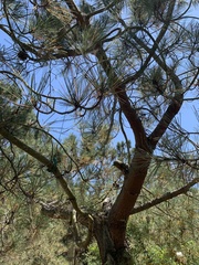 Pinus torreyana