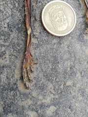 Trachycephalus jordani