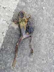 Trachycephalus jordani