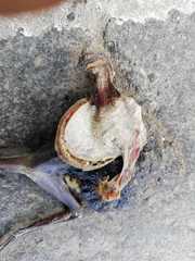 Trachycephalus jordani