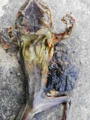 Trachycephalus jordani