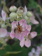 Stenurella septempunctata