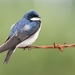 Tree Swallow - Photo (c) Bridget Spencer, some rights reserved (CC BY-NC), uploaded by Bridget Spencer