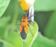 Oncopeltus varicolor