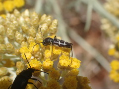Chlorophorus sartor