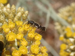 Chlorophorus sartor
