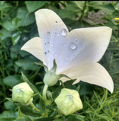 Platycodon grandiflorus
