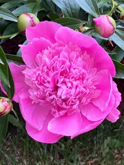 Paeonia