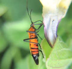 Oncopeltus varicolor