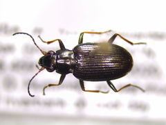 Bembidion coxendix