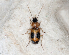 Badister neopulchellus