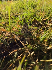 Leptotes cassius