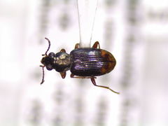 Bembidion rapidum