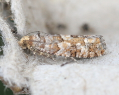 Eucopina tocullionana