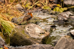 Erithacus rubecula