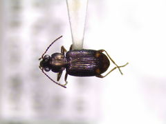 Bembidion rapidum