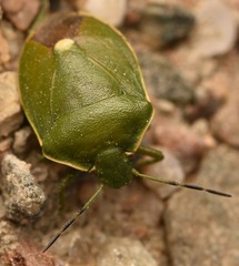 Chlorochroa juniperina