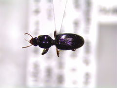 Dyschirius sphaericollis