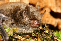 Myotis alcathoe