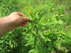 Silphium asteriscus trifoliatum