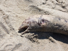 Gymnothorax mordax