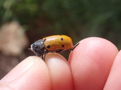 Lachnaia sexpunctata