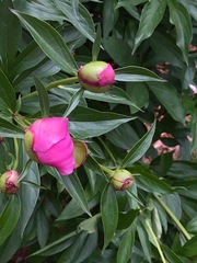 Paeonia
