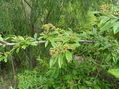 Cotoneaster × watereri