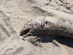 Gymnothorax mordax