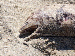 Gymnothorax mordax
