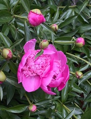 Paeonia