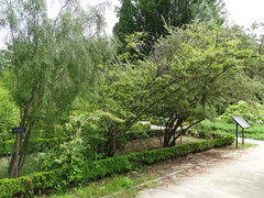 Cotoneaster × watereri