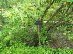 Cotoneaster × watereri